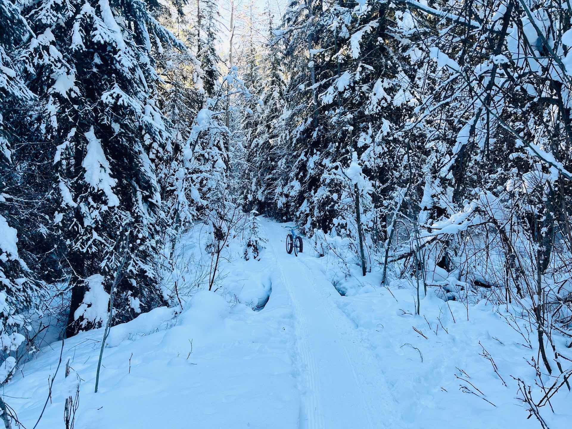 Fat-bike on trail in show covered forest