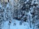 Fat-bike on trail in show covered forest