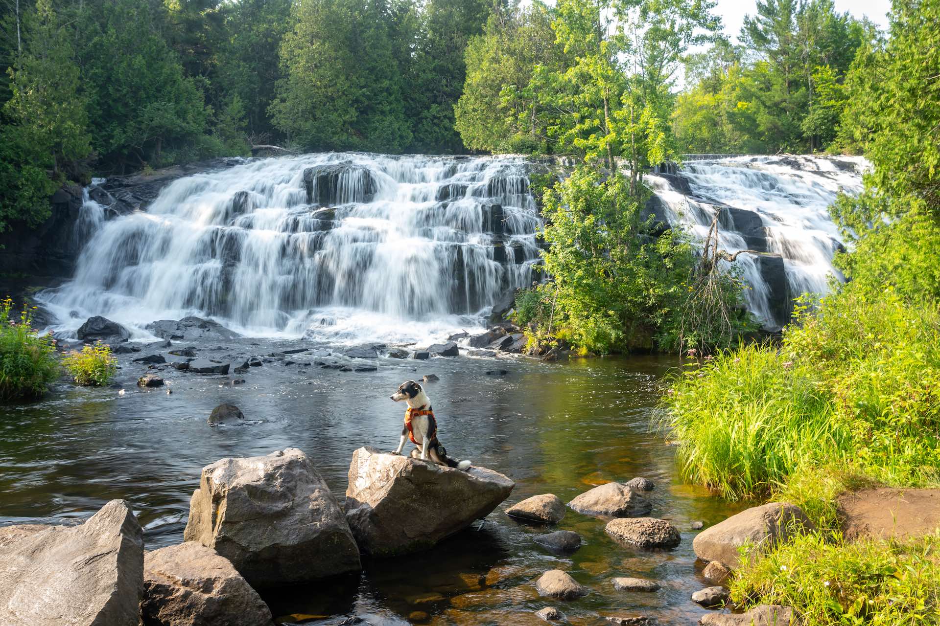 dog on rock next to Bond Falls